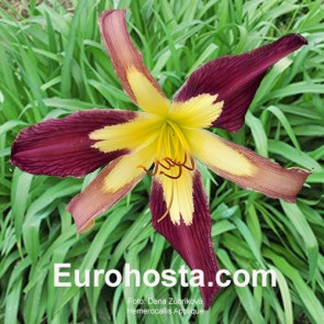 Hemerocallis Applique