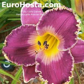 Hemerocallis Arabian Magic