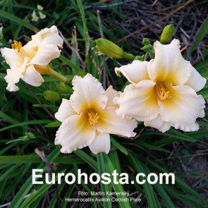 Hemerocallis Avalon Cornish Pixie