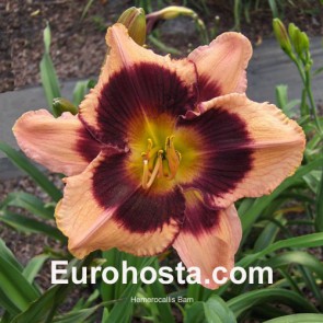 Hemerocallis Bam - Eurohosta