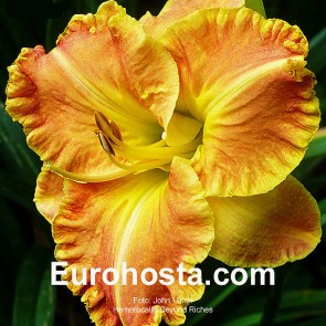 Hemerocallis Beyond Riches