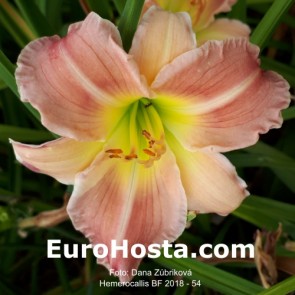 Hemerocallis BF 2018 - 54 Eurohosta