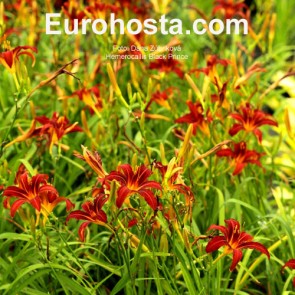 Hemerocallis Black Prince - Eurohosta