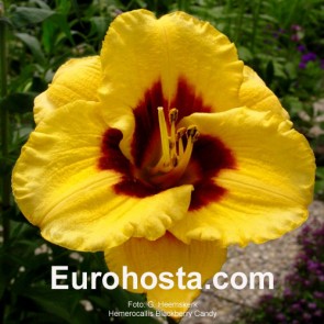 Hemerocallis Blackberry Candy - Eurohosta