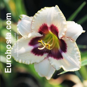 Hemerocallis Blueberry Candy - Eurohosta