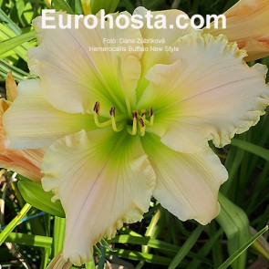 Hemerocallis Buffalo New Style I