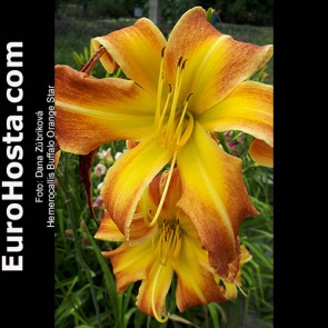 Hemerocallis Buffalo Orange Star