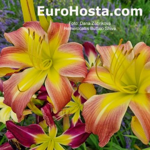 Hemerocallis Buffalo Shiva