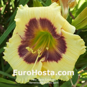 Hemerocallis Buffalo Spirit