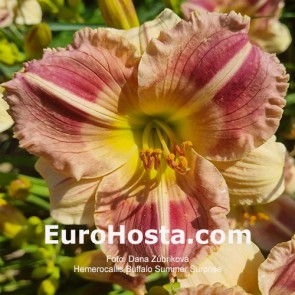 Hemerocallis Buffalo Summer Surprise