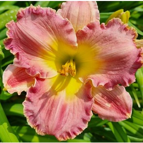 Hemerocallis Chance Encounter