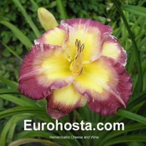 Hemerocallis Cheese and Wine - Eurohosta