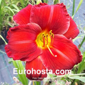 Hemerocallis Chicago Apache - Eurohosta