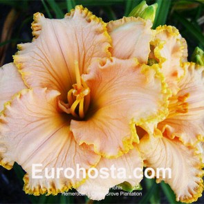Hemerocallis China Grove Plantation