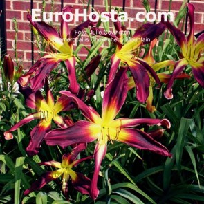 Hemerocallis Chokecherry Mountain