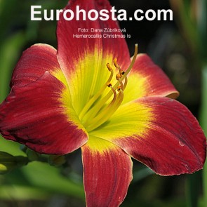 Hemerocallis Christmas Is - Eurohosta