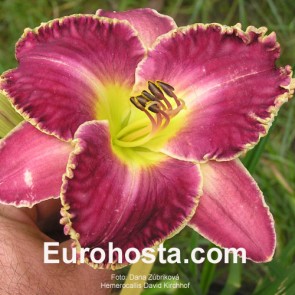 Hemerocallis David Kirchhoff - Eurohosta