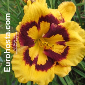 Hemerocallis Deep Impact