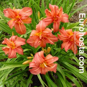 Hemerocallis Doppel Pompon