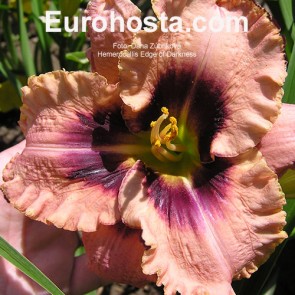 Hemerocallis Edge of Darkness 