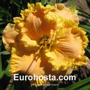 Hemerocallis Evelyn Kloeris - Eurohosta