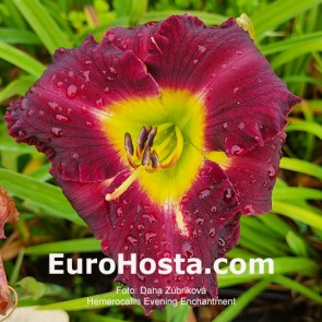 Hemerocallis Evening Enchantment