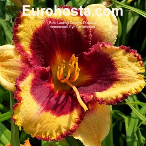 Hemerocallis Eye On America - Eurohosta