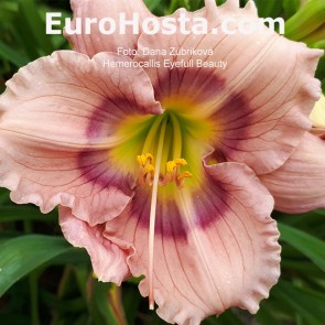 Hemerocallis Eyefull Beauty