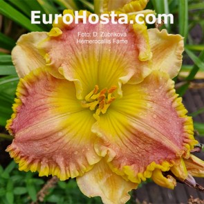 Hemerocallis Fame