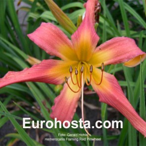 Hemerocallis Flaming Red Pinwheel