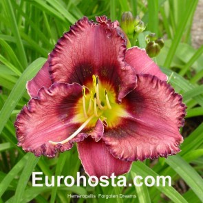 Hemerocallis Forgotten Dreams - Eurohosta