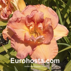 Hemerocallis Frances Joiner - Eurohosta