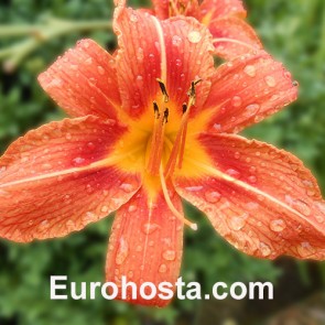 Hemerocallis fulva 