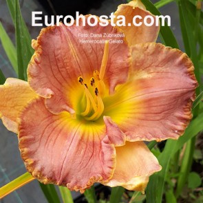 Hemerocallis Gelato 