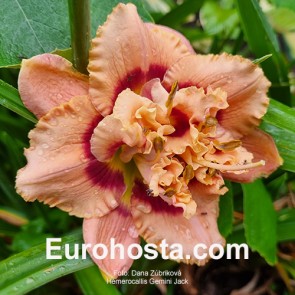 Hemerocallis Gemini Jack 