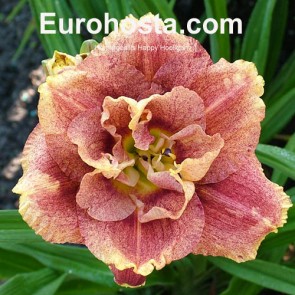 Hemerocallis Happy Hooligan