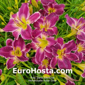 Hemerocallis Indian Giver