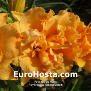 Hemerocallis Isabella Marafi