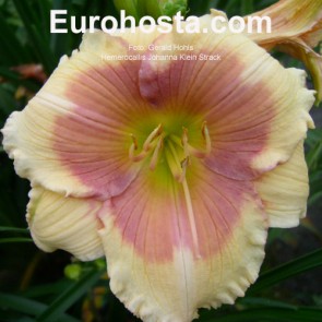 Hemerocallis Johanna Klein Strack