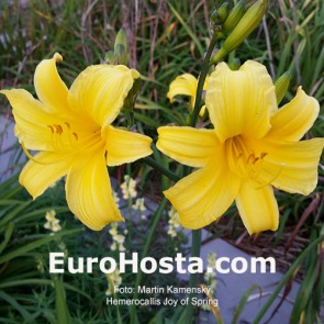 Hemerocallis Joy of Spring 