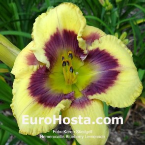 Hemerocallis Blueberry Lemonade