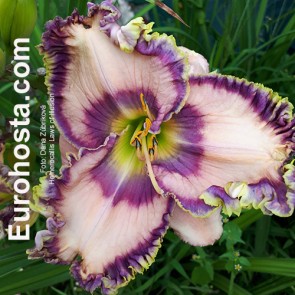 Hemerocallis Laws of Illusion