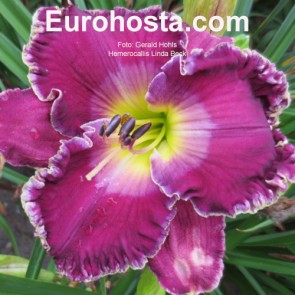 Hemerocallis Linda Beck