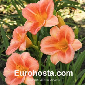 Hemerocallis Longfields Chihuahua