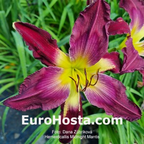 Hemerocallis Midnight Mantis