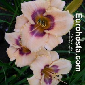 Hemerocallis Mind´s Eye