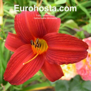 Hemerocallis Minesota