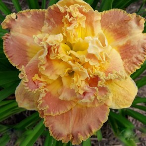 Hemerocallis Nature's Crown