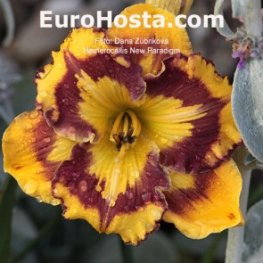 Hemerocallis New Paradigm