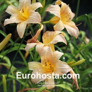 Hemerocallis Nob Hill - Eurohosta